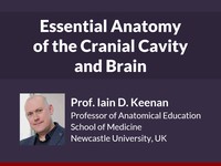 Essential anatomy of the cranial cavity and brain