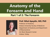 Anatomy of the forearm and hand: the forearm