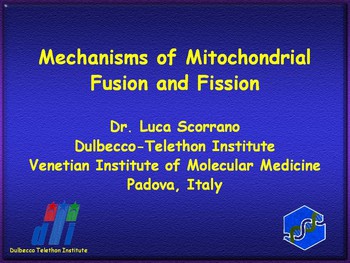 fusion and fission of mitochondria