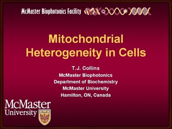 Mitochondrial heterogeneity in cells | HSTalks