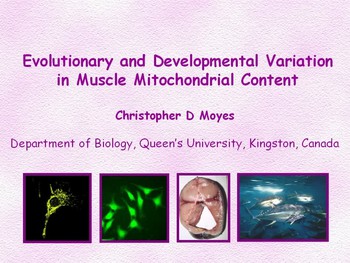 Evolutionary and developmental variation in muscle mitochondrial ...