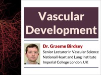 Vascular development