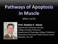 Pathways of apoptosis in muscle 1