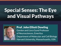 Special senses: the eye and visual pathways