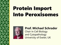 Protein import into peroxisomes