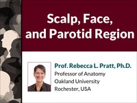 Scalp, face and parotid region