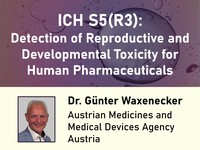 ICH S5(R3): detection of reproductive and developmental toxicity for human pharmaceuticals