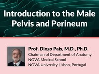 Introduction to the male pelvis and perineum