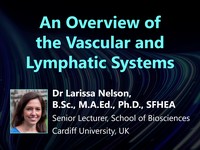 An overview of the vascular and lymphatic systems