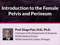 Introduction to the female pelvis and perineum