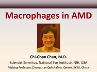 Macrophages in AMD