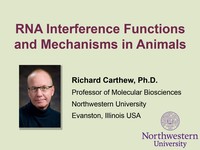 RNA interference functions and mechanisms in animals