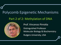 Polycomb epigenetic mechanisms: methylation of DNA