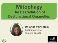 Mitophagy - the degradation of dysfunctional organelles