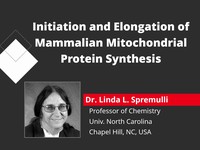 Initiation and elongation of mammalian mitochondrial protein synthesis