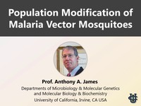 Population modification of malaria vector mosquitoes