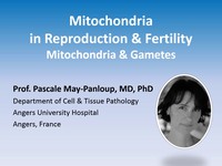 Mitochondria in reproduction and fertility: mitochondria and gametes 1