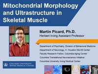 Mitochondrial morphology and ultrastructure in skeletal muscle