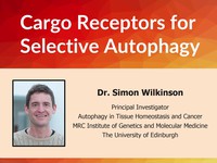 Cargo receptors for selective autophagy