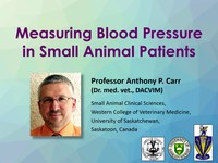 Measuring blood pressure in small animal patients