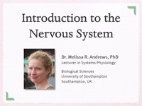 Introduction to the nervous system