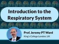 Introduction to the respiratory system