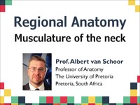 Regional anatomy: musculature of the neck