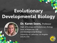 Evolutionary developmental biology