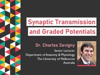 Synaptic transmission and graded potentials
