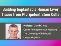 Building implantable human liver tissue from pluripotent stem cells