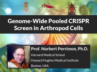 Genome-wide pooled CRISPR screen in arthropod cells