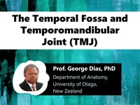 The temporal fossa and temporomandibular joint (TMJ)