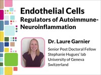 Endothelial cells: regulators of autoimmune-neuroinflammation