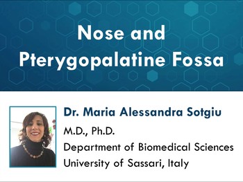 Regional anatomy: nose and pterygopalatine fossa | HSTalks