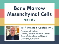 Bone marrow mesenchymal cells 1