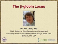 The beta-globin locus